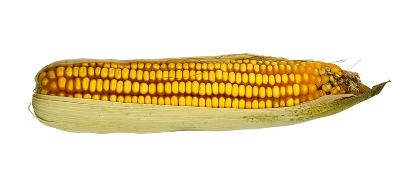 Dry corn ears isolated over a white background