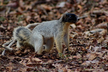 side profile of fox squirrel