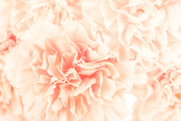 Soft focus of close up light orange pastel carnation flower