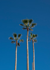 Fototapeta premium Palm trees Tenerife