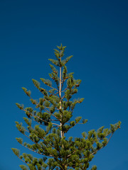 Tree against blue sky Ternerife
