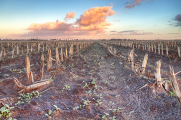 Maize field in winter, just before sunset © Matauw