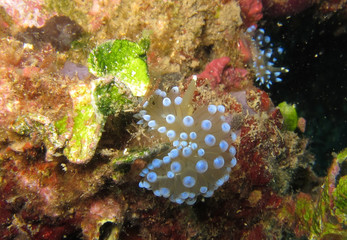 Nudibranch called Janolus Cristatus