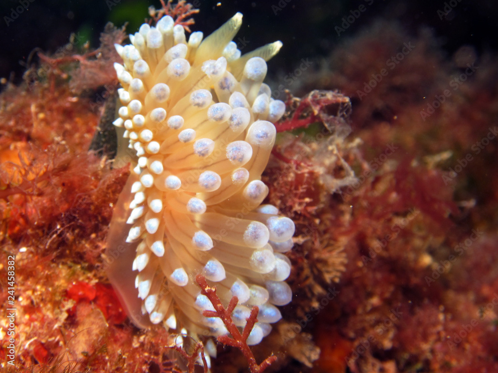 Wall mural Nudibranch called Janolus Cristatus