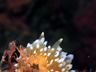 Nudibranch called Janolus Cristatus