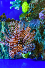 Sea fish in the aquarium.