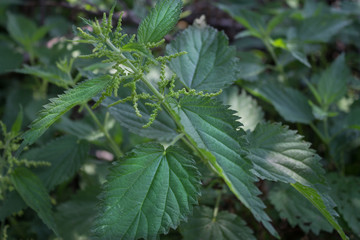 Close up of a plant nettle