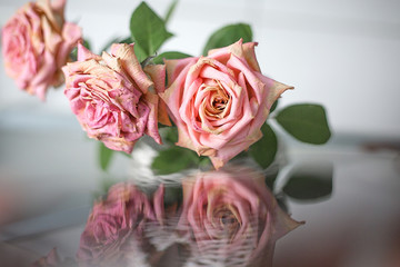 beautiful fading roses with reflection effect