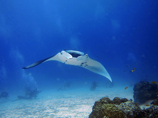 The giant oceanic manta ray (Manta birostris) is a species of ray in the family Mobulidae, and the largest type of ray in the world - obrazy, fototapety, plakaty