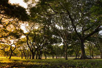 Naklejka premium Grass and trees golden hour background