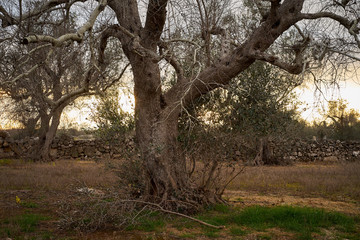Fototapeta na wymiar Landscape with trees at sunset in Salento - Southern Italy