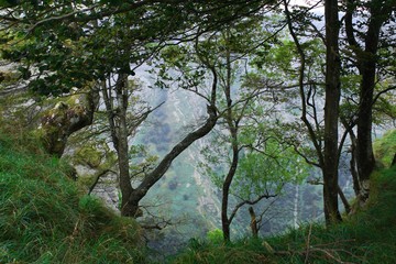 Fototapeta premium different types of trees in the forests of the Basque country