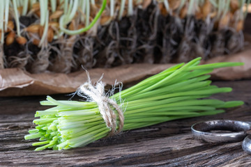 Freshly grown barley grass on a rustic background