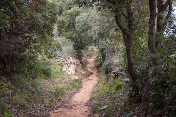 Mountain path among forest vegetation