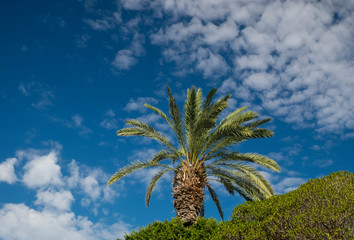 Fototapeta na wymiar Palm trees Tenerife