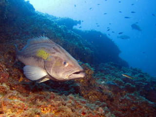 Fototapeta na wymiar Groupers are fish of any of a number of genera in the subfamily Epinephelinae of the family Serranidae, in the order Perciformes.