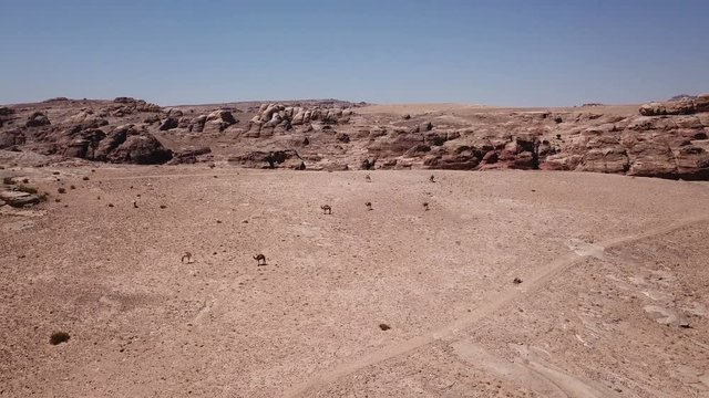 Drone filming Aerial view of Camels in arid desert country