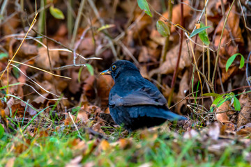 Blackbird is looking for food in autumn leaves