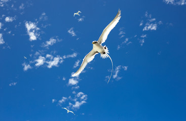 White bird freedom