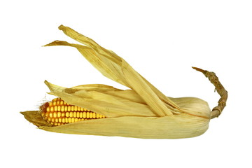 Dry corn ears isolated over a white background