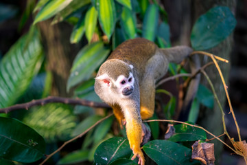 Squirrel monkey in a tree