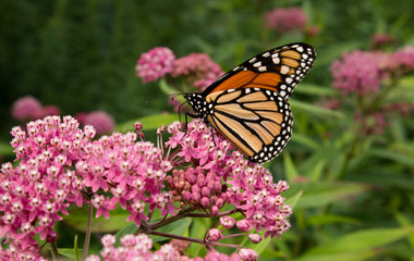 Fototapeta na wymiar Colorful Monarch Butterfly pollinates rose milkweed plants in a meadow