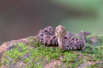 Cloudy Snail Sucker, Sibon nebulatus, snake on green mossy branch. Non venomous snake in the nature habitat. Poisonous animal from South America