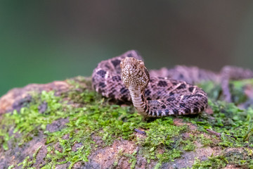 Cloudy Snail Sucker, Sibon nebulatus, snake on green mossy branch. Non venomous snake in the nature habitat. Poisonous animal from South America