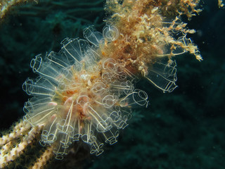 A tunicate is a marine invertebrate animal, a member of the subphylum Tunicata, which is part of the Chordata, a phylum which includes all animals with dorsal nerve cords and notochords