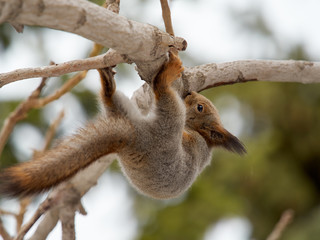 Squirrel climbs the tree upside down