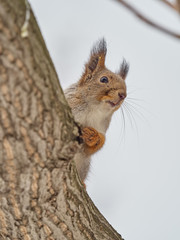 Squirrel cautiously sitting on tree