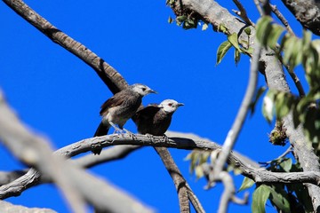  Pair of White rumped babblers (Turdoides hypoleuca) on a brunch