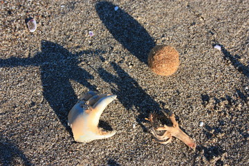 a hand of a doll. disquieting image of the dirt left on the sea by people or brought to shore by the current