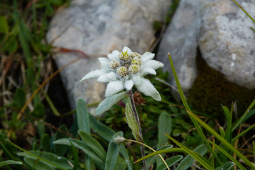 Stella alpina (Leontopodium alpinum),primo piano,fiore