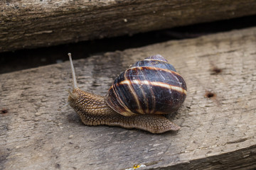 Snail on wooden board
