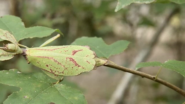 Giant Leaf Insects of South East Asia