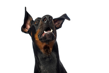 Doberman dog snaps in the air on white background