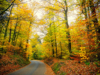 autumn road