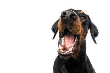 Doberman dog snaps in the air on white background