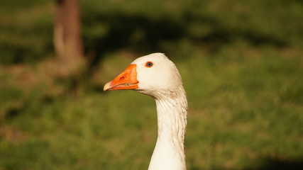 AVE