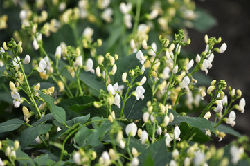 The field grows and blooms beans