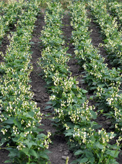 The field grows and blooms beans