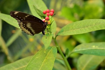 Motyl © widzisz1988