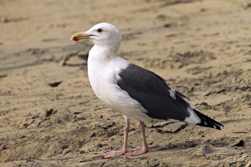 San Diego, California (USA)