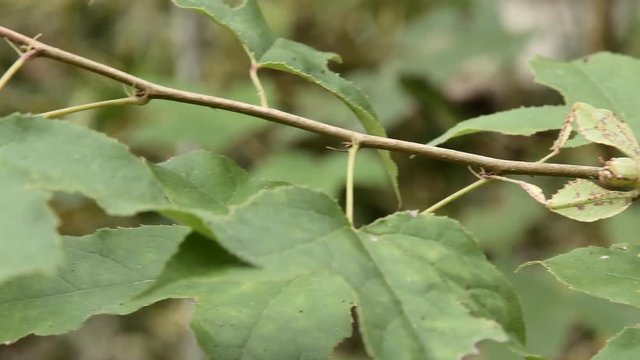 Giant Leaf Insects of South East Asia
