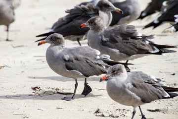 San Diego, California (USA)