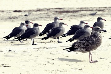 San Diego, California (USA)