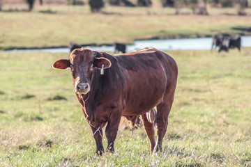 Young red bull in pasture with grass in his mouth and pond and cattle blurred in distance behind him