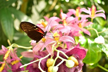 Motyl © widzisz1988