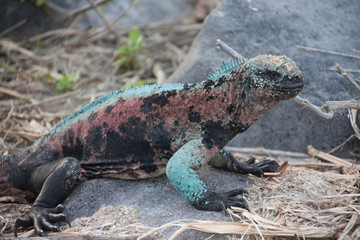 Galápagos Islands marine iguana